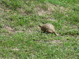 Image of Stigmochelys