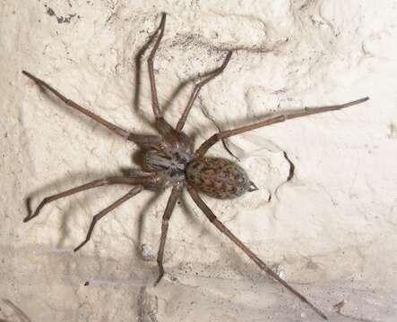 Image of Giant House Spider