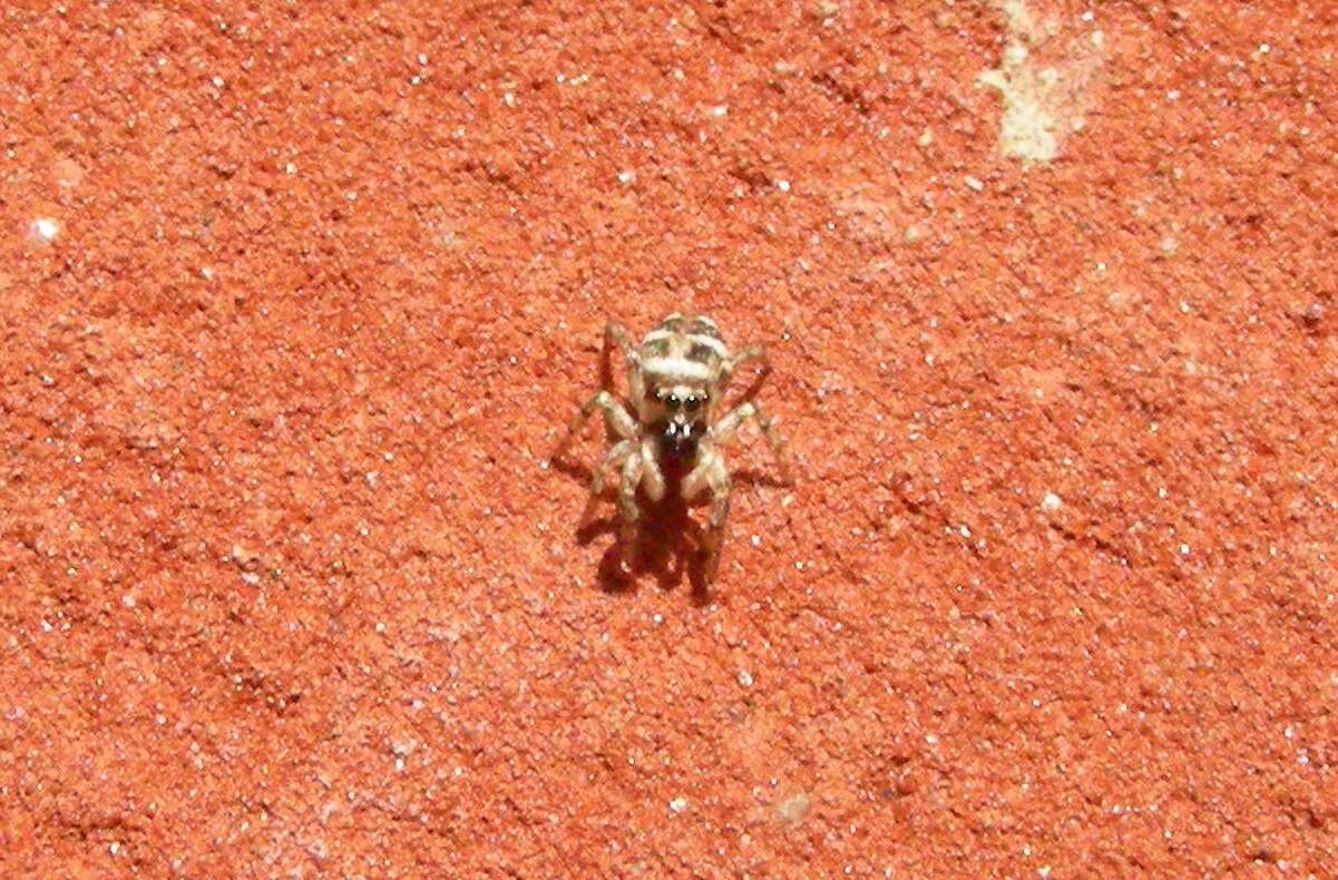 Image of Zebra spider