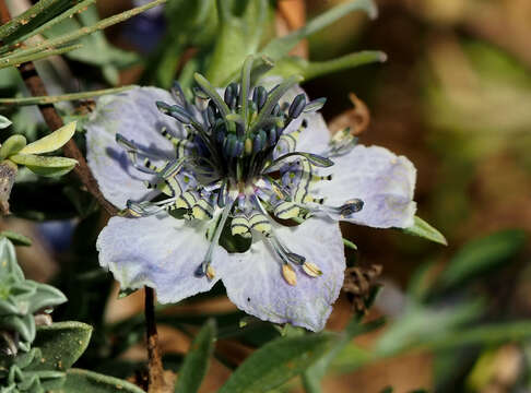 Image of black bread weed