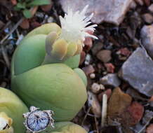 صورة Gibbaeum heathii (N. E. Br.) L. Bol.