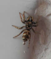 Image of Zebra spider