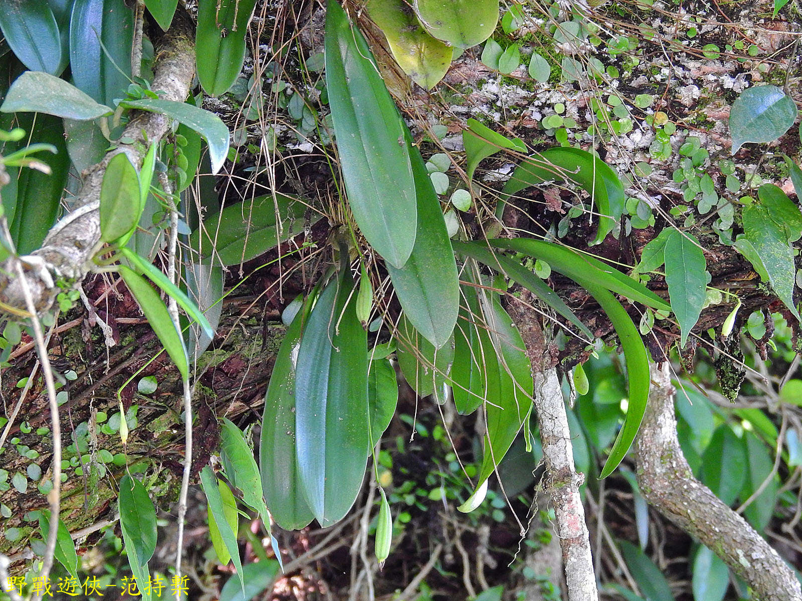 Imagem de Bulbophyllum macraei (Lindl.) Rchb. fil.