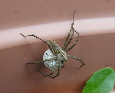 Image of Nursery-web spider