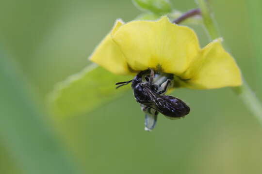 Plancia ëd Lasioglossum pectinatum (Robertson 1890)