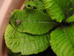 Image of Nursery-web spider