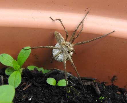 Image of Nursery-web spider