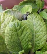 Image of Nursery-web spider