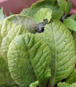 Image of Nursery-web spider