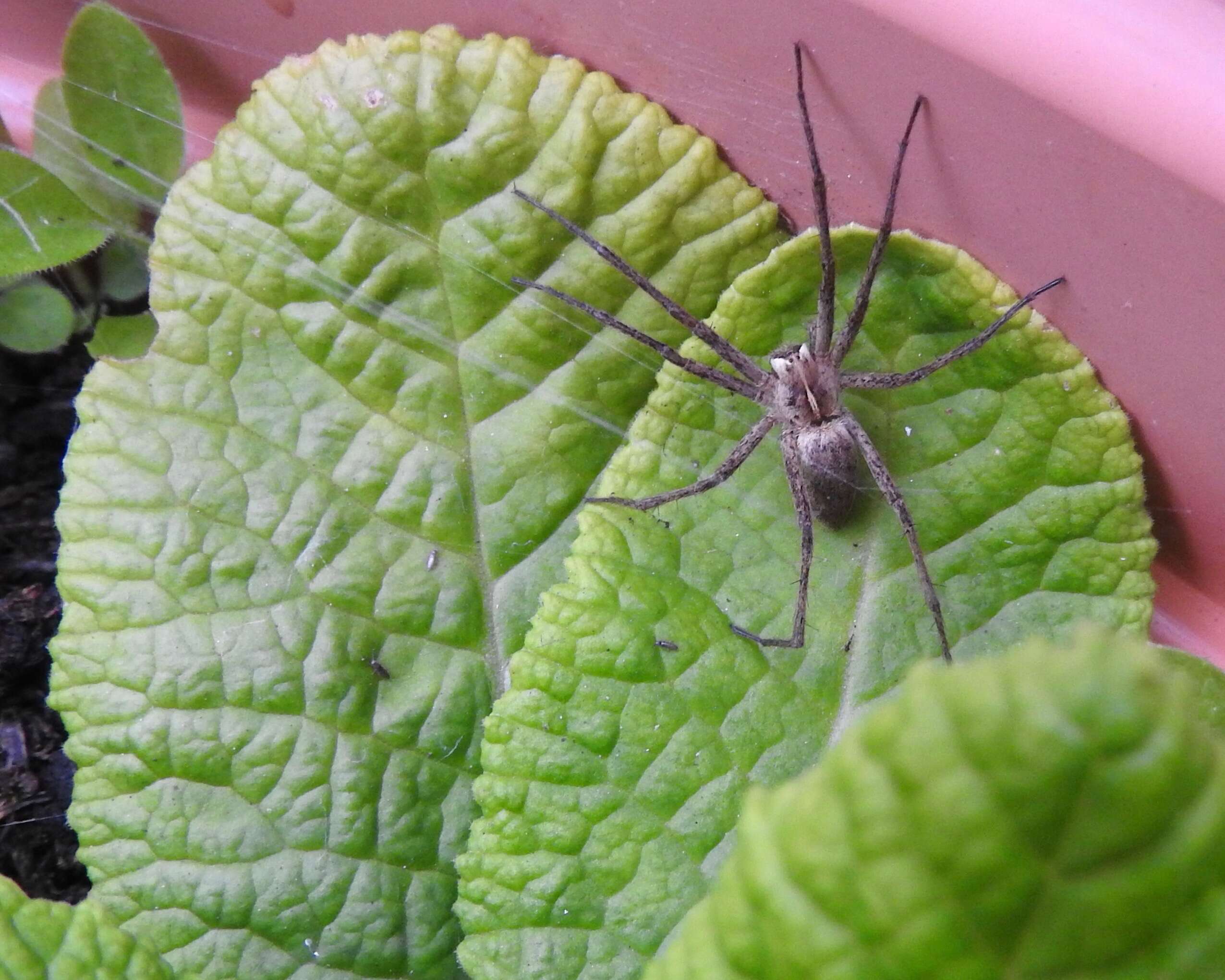 Image of Nursery-web spider