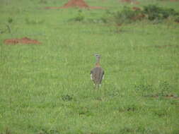 Image of Kori Bustard