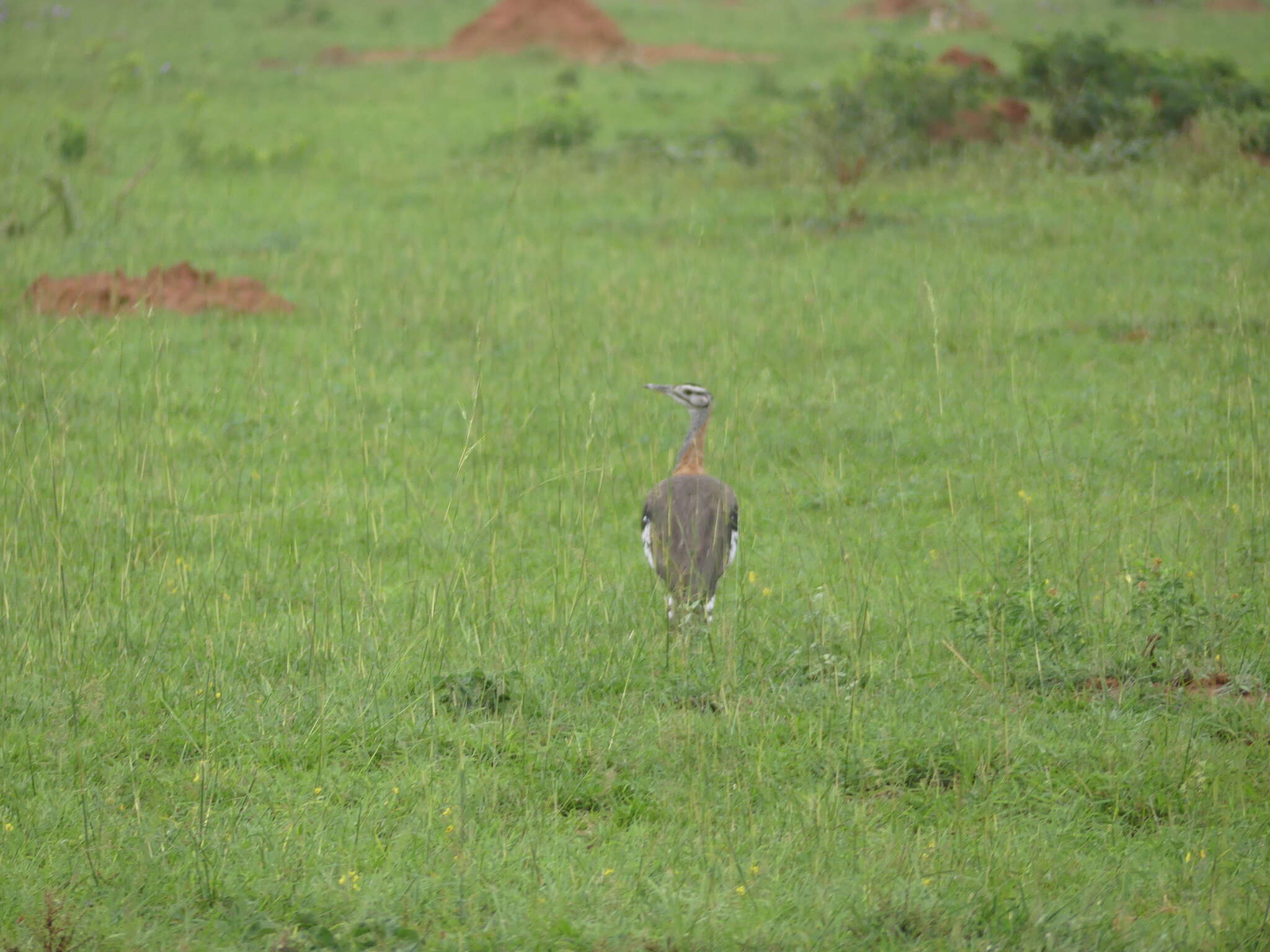 Image of Kori Bustard