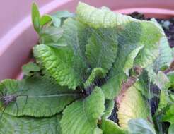 Image of Nursery-web spider