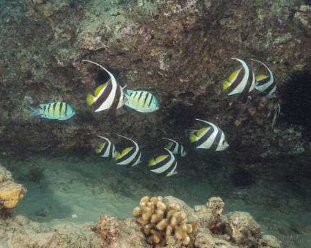 Image of Bannerfish