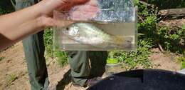 Image of White Crappie