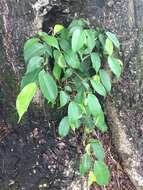 Image de Ficus benjamina L.