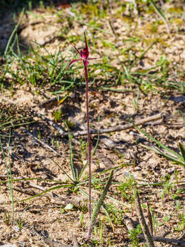 Image of Crucifix spider orchid