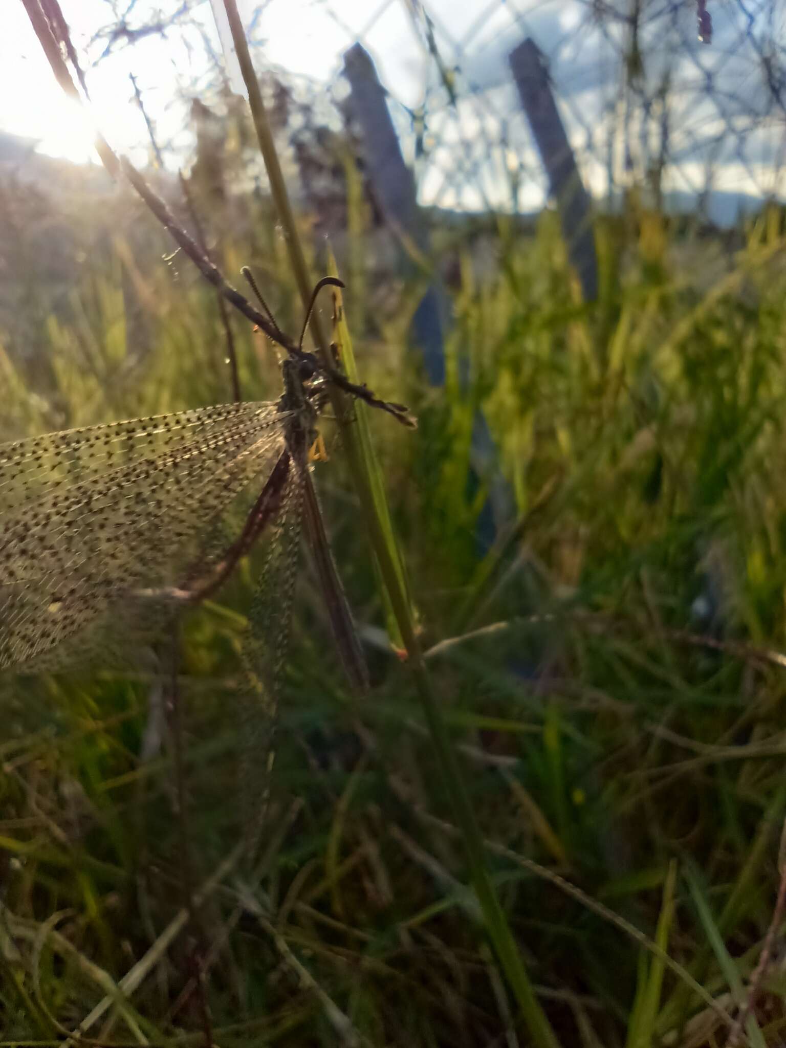 Слика од Brachynemurus versutus (Walker 1853)