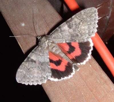 Image of red underwing