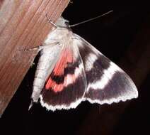 Image of red underwing