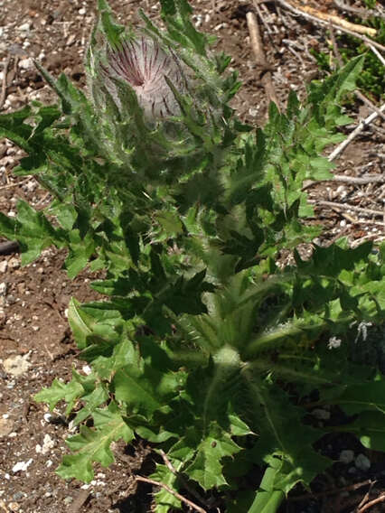 Image of edible thistle