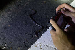 Image of Red-headed Reed Snake