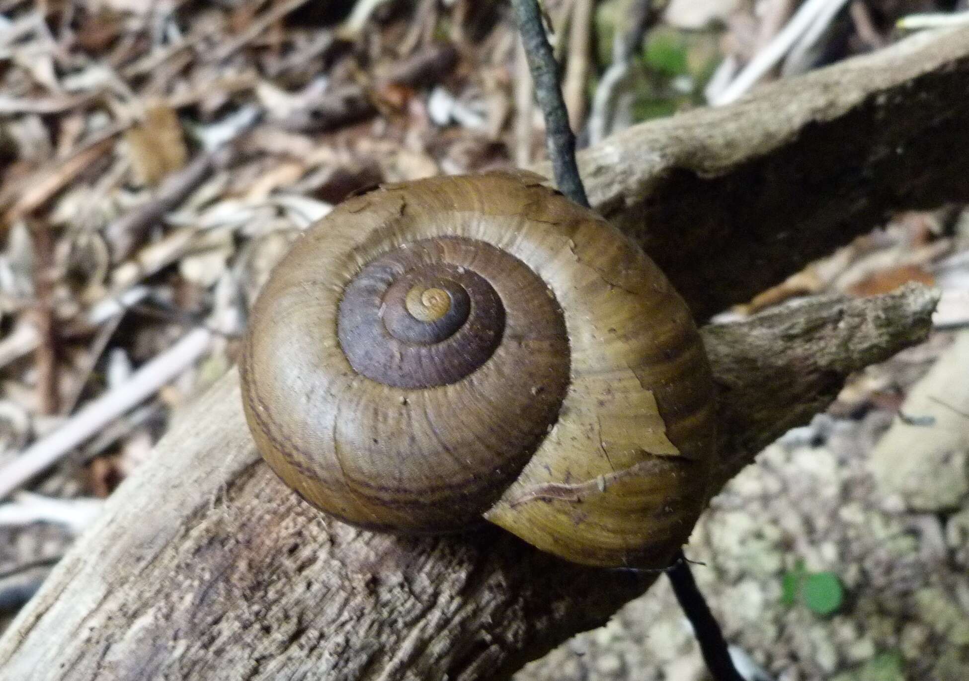 Image of Powelliphanta hochstetteri bicolor (Powell 1930)