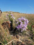 Image of Xerophyta retinervis var. retinervis