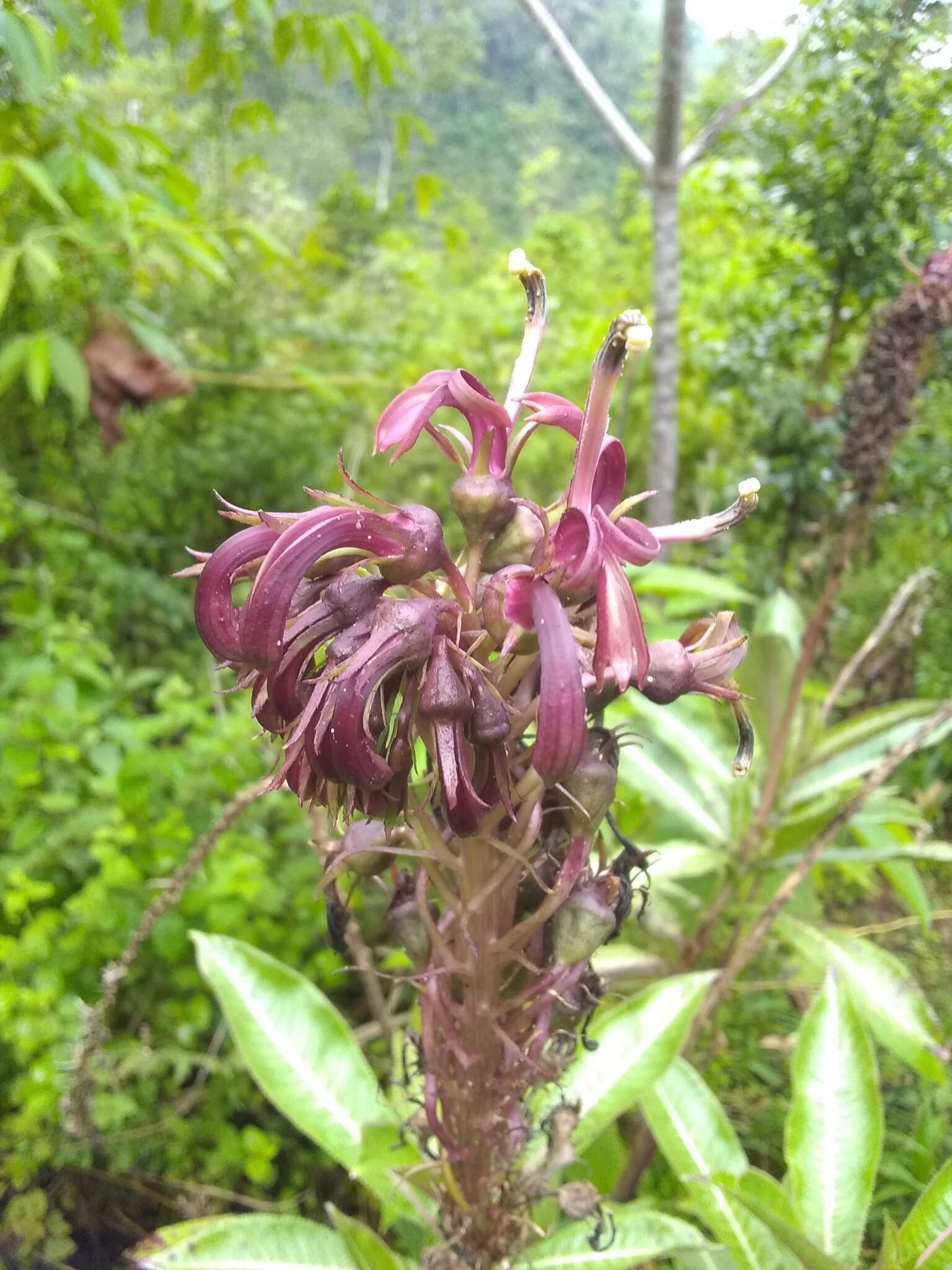 Image of Robust Lobelia