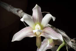 Image of Chameleon Dendrobium