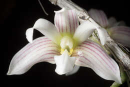 Image of Chameleon Dendrobium