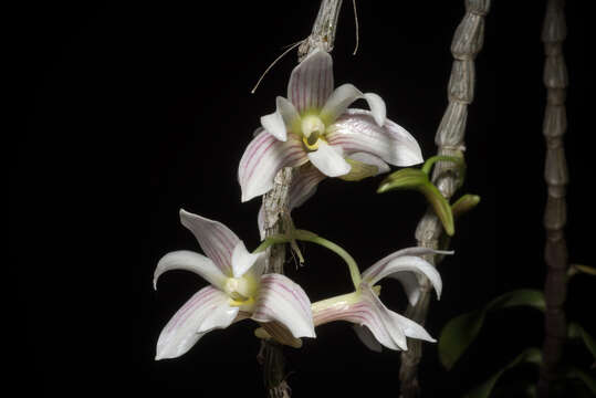 Image of Chameleon Dendrobium