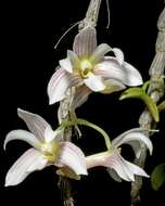 Image of Chameleon Dendrobium