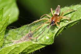 Image of Clubiona lutescens Westring 1851