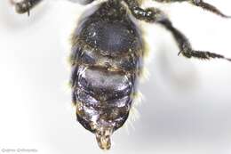 Image of Osmia ferruginea Latreille 1811