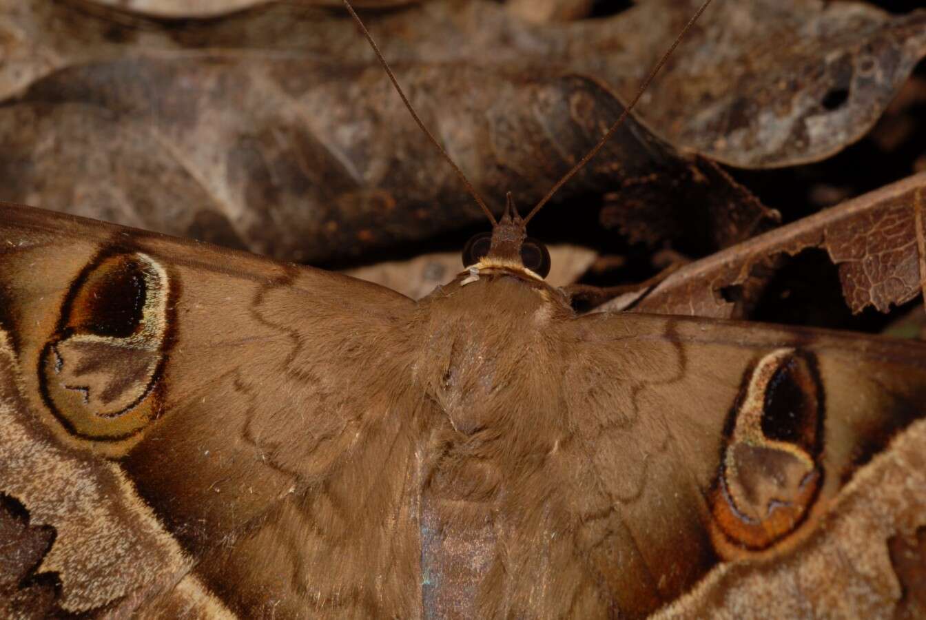 Image de Cyligramma fluctuosa Drury 1773