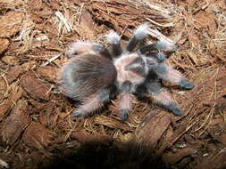 Image of Mexican redleg tarantula