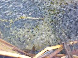 Image of Common frog