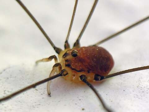 Image of Daddy-long-legs