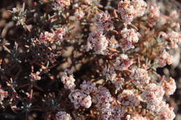 Image of Yavapai County buckwheat