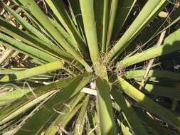 Image de Yucca faxoniana Sarg.