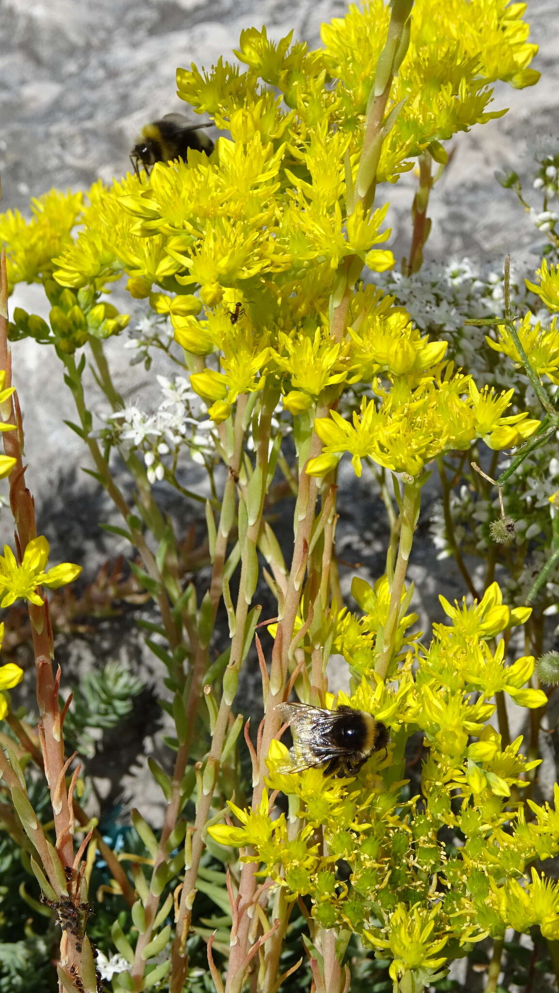 Image de Petrosedum orientale