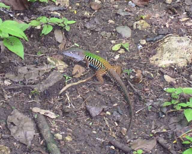 Image of Rainbow Ameiva