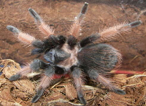 Image of Mexican redleg tarantula