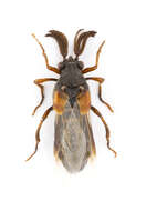 Image of Ripiphorus fasciatus (Say 1823)