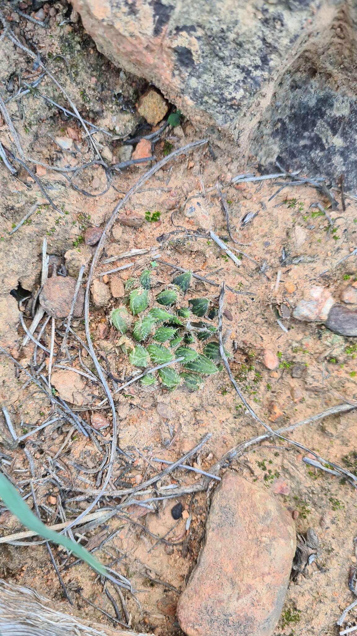 Image of Haworthia maraisii Poelln.