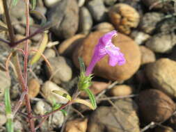 Imagem de Galeopsis angustifolia Ehrh. ex Hoffm.