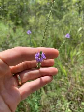 Image of Gulf vervain