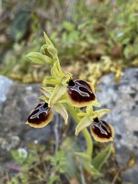 Image of Ophrys sphegodes subsp. aesculapii (Renz) Soó ex J. J. Wood