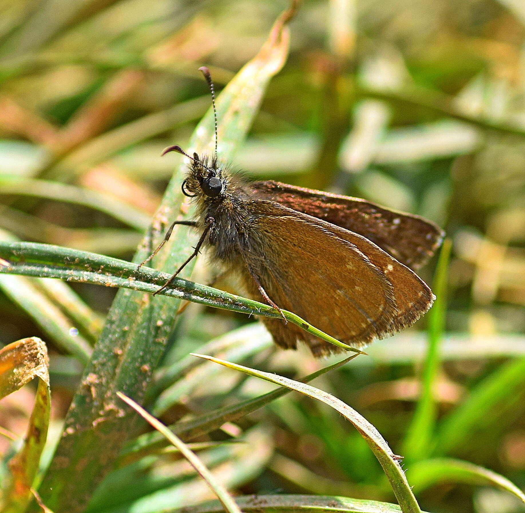 Image of dingy skipper